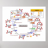 Poster Cycle Citrique Acide, Cycle TCA, Diagramme de cycl (Devant)