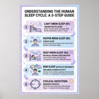 Poster Cycle de sommeil humain : Guide infographique en 5