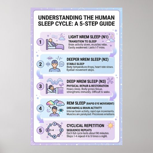 Poster Cycle de sommeil humain : Guide infographique en 5 (Devant)