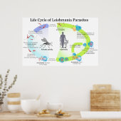 Poster Cycle de vie des parasites du genre Leishmaniose (Cuisine)