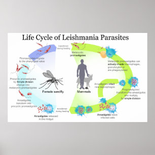 Poster Cycle de vie des parasites du genre Leishmaniose
