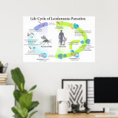 Poster Cycle de vie des parasites du genre Leishmaniose (Bureau à domicile)