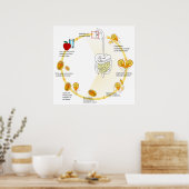 Poster Cycle de vie du diagramme de Parasite Giardia Lamb (Cuisine)