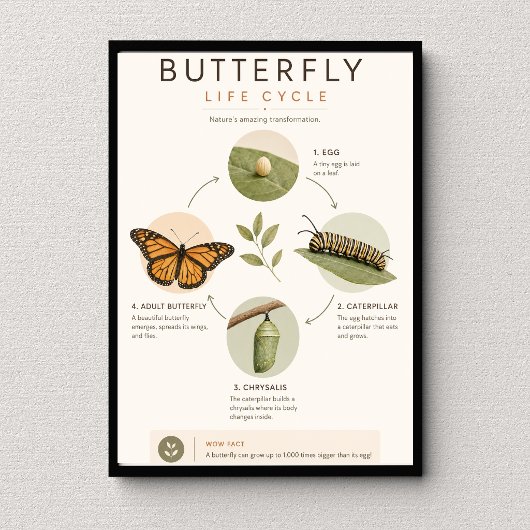 Poster Cycle de vie du papillon Éducation scientifique