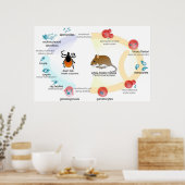 Poster Cycle de vie du Parasite Babesia (Cuisine)