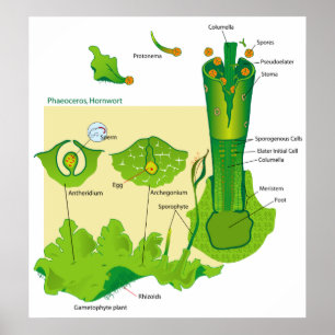 Poster Cycle de vie d'un diagramme Plante de Hornwort