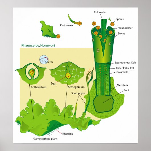 Poster Cycle de vie d'un diagramme Plante de Hornwort (Devant)