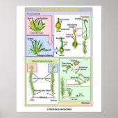 Poster Cycle De Vie D'Une Mousse Typique (Bryophyte) (Devant)