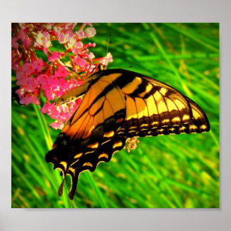 Poster Cycle Of Life