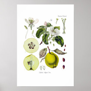 Poster Cydonia vulgaris (Quince)