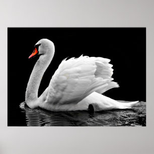 Poster Cygne