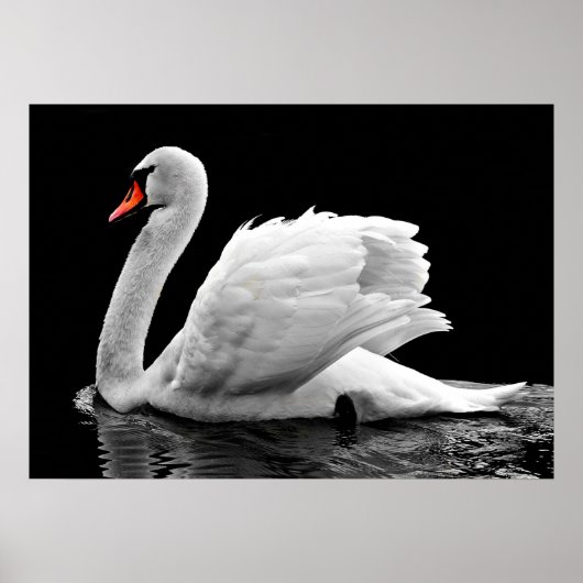 Poster Cygne (Devant)