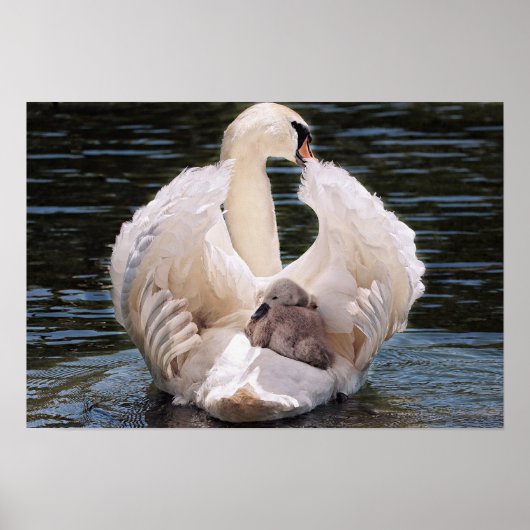 Poster Cygne (Devant)