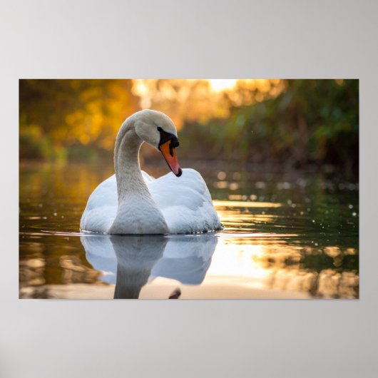 Poster cygne (Devant)