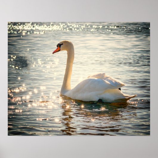 Poster Cygne (Devant)