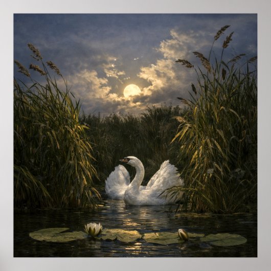 Poster Cygne au clair de lune (Devant)