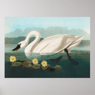 Poster cygne audubon cygnes d'eau blanche