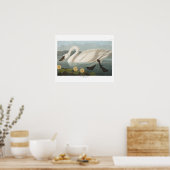 Poster cygne audubon cygnes d'eau blanche (Cuisine)