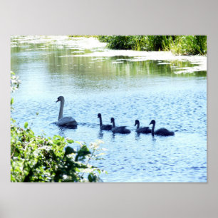 Poster Cygne Avec Cygnets Sur La Rivière.