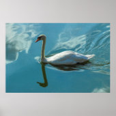 Poster Cygne avec reflets nuageux (Devant)