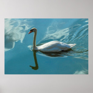 Poster Cygne avec reflets nuageux