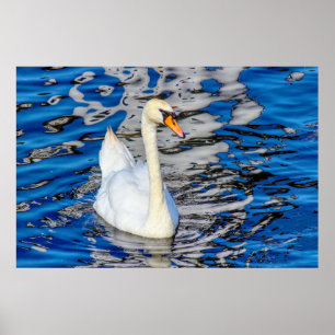 Poster Cygne avec réflexions