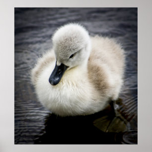 Poster Cygne bébé   Cygnet