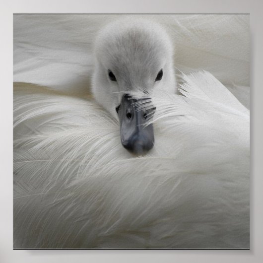 Poster Cygne, Belles Plumes Blanches, Beauté Confort (Devant)
