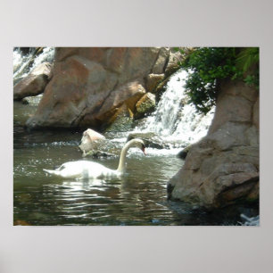 Poster Cygne blanc