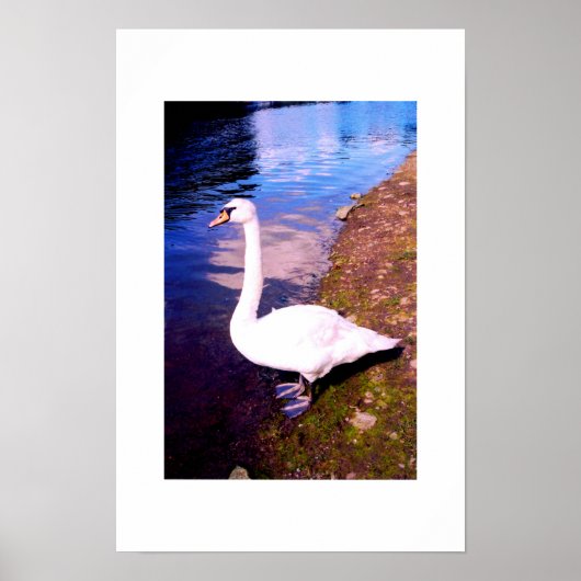 Poster Cygne blanc (Devant)