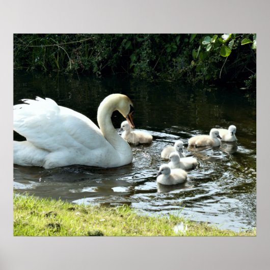 Poster Cygne blanc avec poules (Devant)