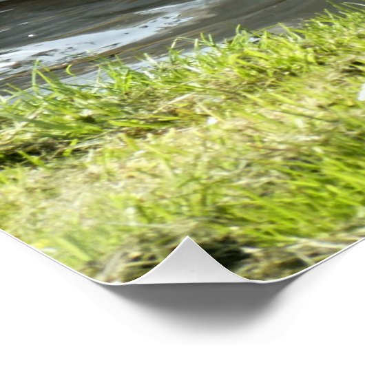 Poster Cygne blanc avec poules (Coin)