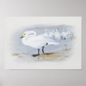 Poster Cygne blanc, illustration Oiseaux (Devant)
