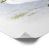 Poster Cygne blanc, illustration Oiseaux (Coin)