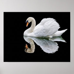 Poster Cygne blanc sur arrière - plan noir