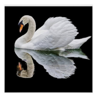 Poster Cygne blanc sur arrière - plan noir