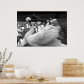 Poster Cygne dans le parc de l'île Barry (Cuisine)