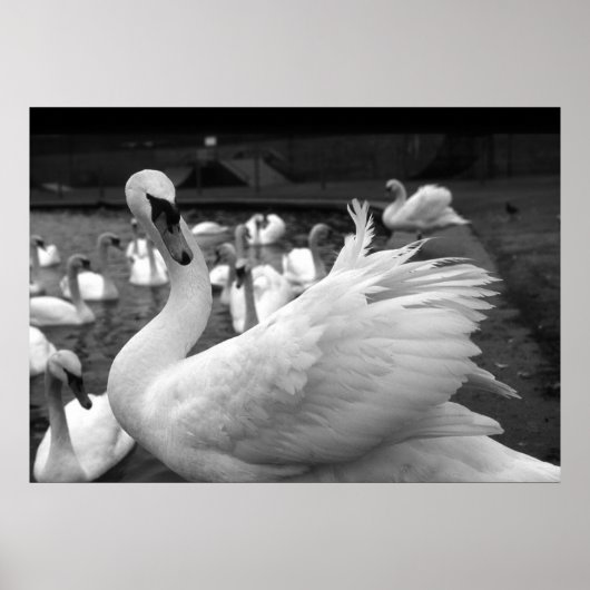 Poster Cygne dans le parc de l'île Barry (Devant)