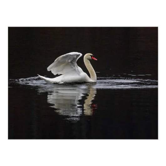 Poster Cygne et réflexions (Devant)