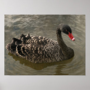 Poster Cygne noir