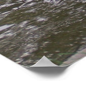 Poster Cygne noir (Coin)