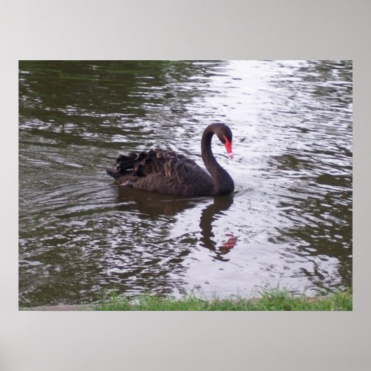 Poster Cygne noir (Devant)