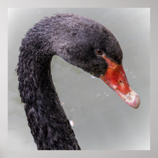Poster Cygne noir