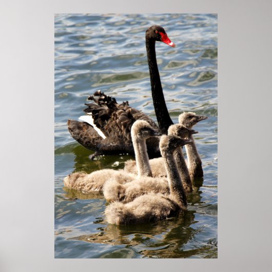 Poster Cygne noir (Devant)