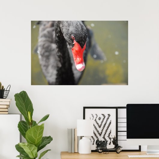 Poster Cygne noir (Bureau à domicile)