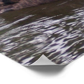 Poster Cygne noir (Coin)