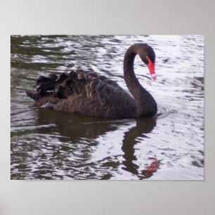 Poster Cygne noir
