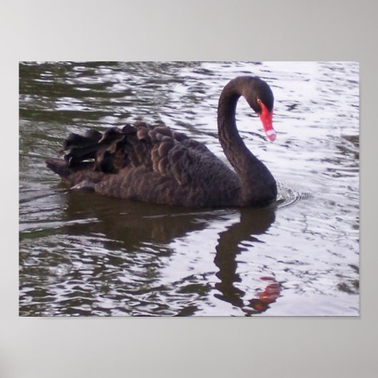 Poster Cygne noir (Devant)