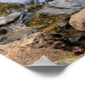 Poster Cygne noir dans un étang à poisson rouge (Coin)