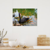 Poster Cygne noir dans un étang à poisson rouge (Cuisine)